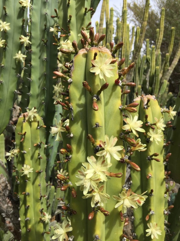 Moorten botanical garden palm springs